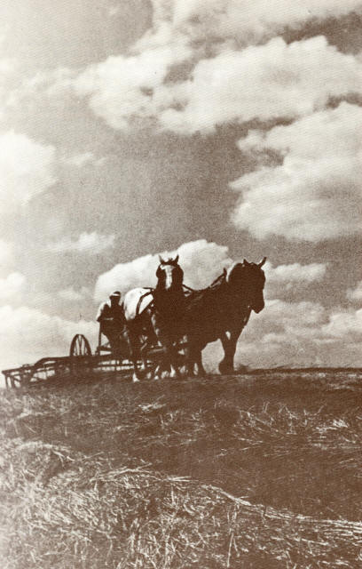 Frank O. Berry Raking Hay On The Home Place